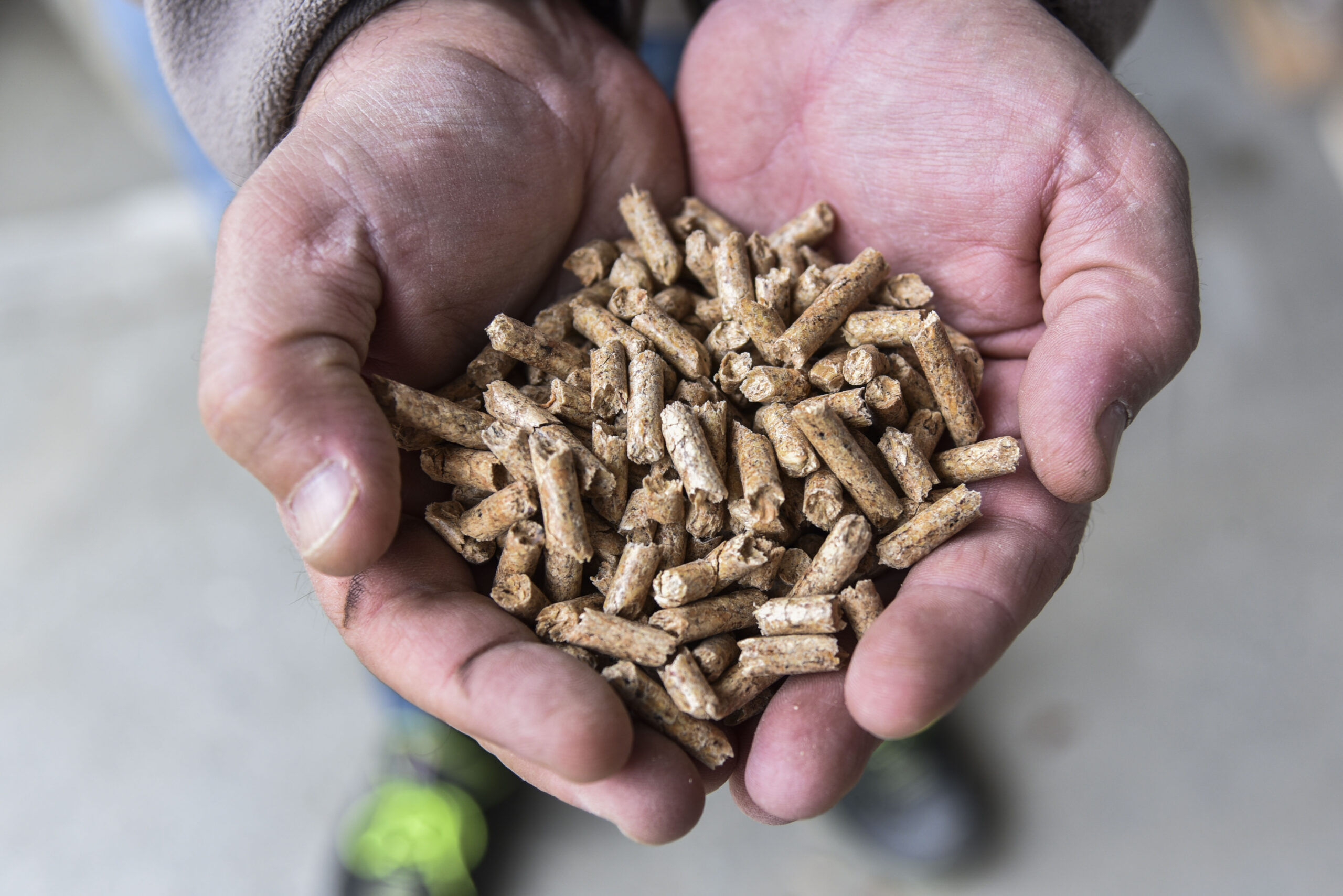 pellet